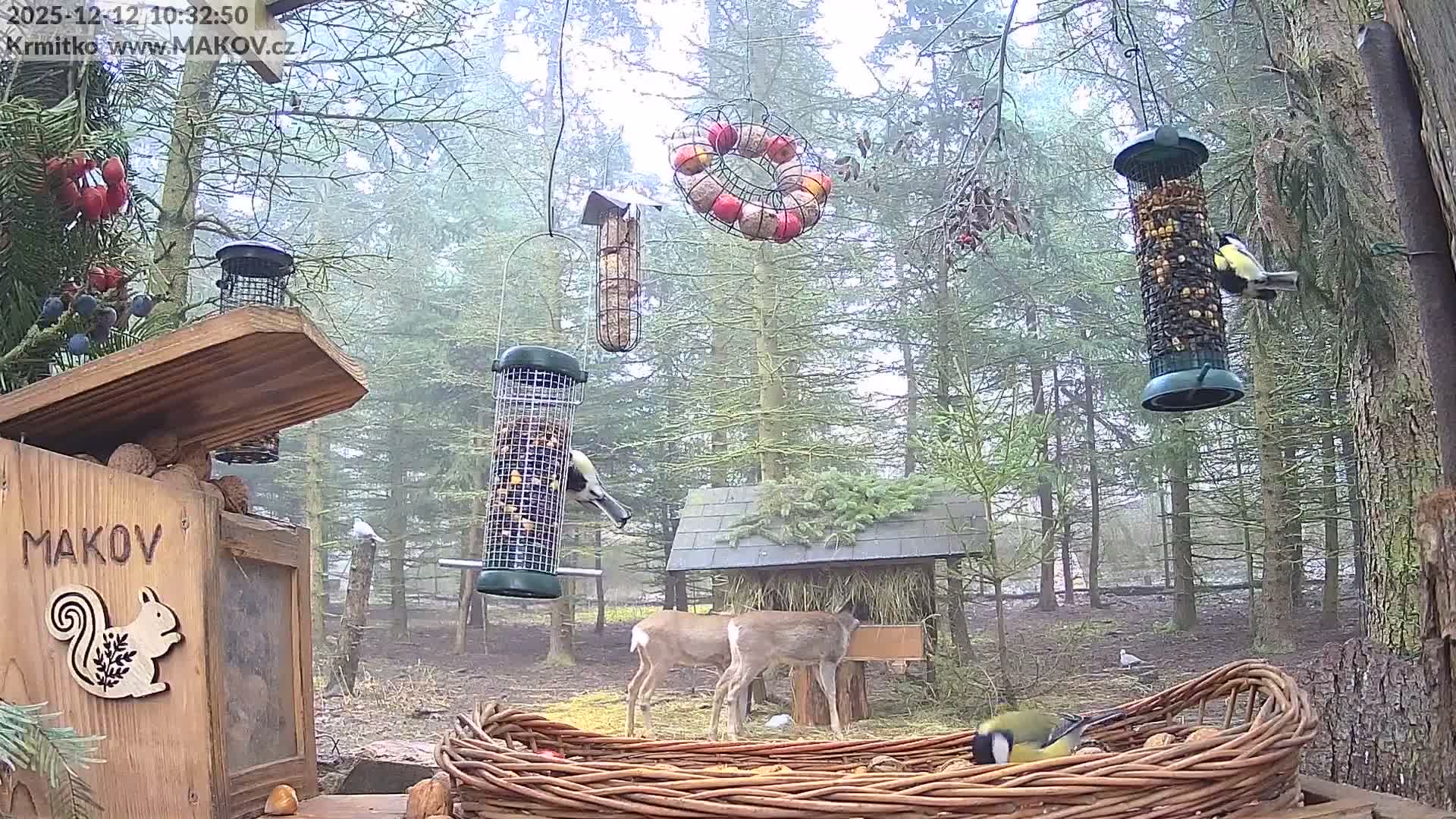 Pisek, Makov Animal Rescue Station Live Cam - Cizova, Pisek, Juhočeský Kraj (South Bohemian), Czechia