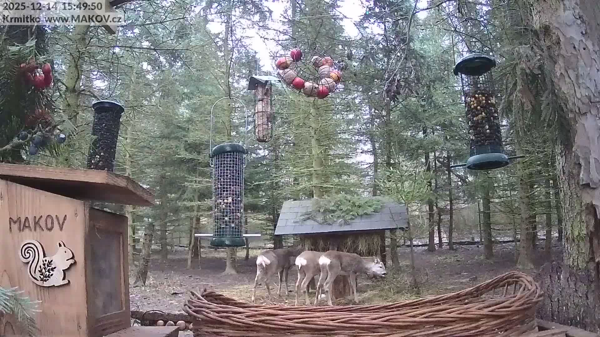 An overcast day in a dense evergreen forest showcases several bird feeders and feeding stations, including hanging tube feeders, a fruit wreath, a wooden box, and a hay-covered shelter, with an animal resting in the distant clearing.