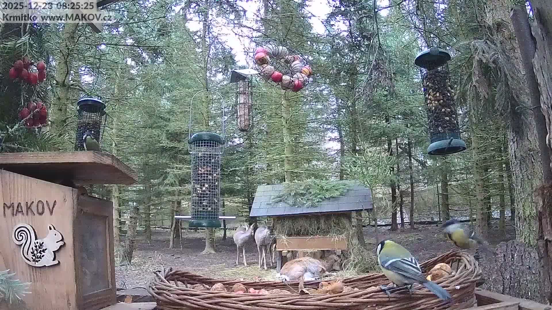 Pisek, Makov Animal Rescue Station Live Cam - Cizova, Pisek, Juhočeský Kraj (South Bohemian), Czechia