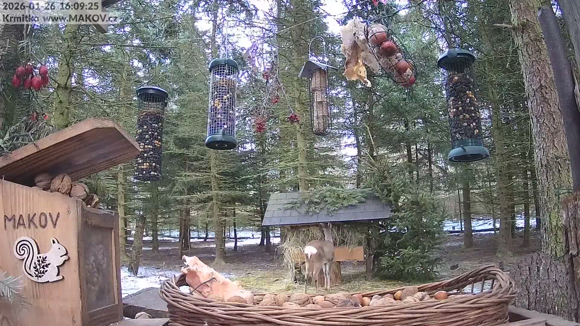 Pisek, Makov Animal Rescue Station Live Cam - Cizova, Pisek, Juhočeský Kraj (South Bohemian), Czechia