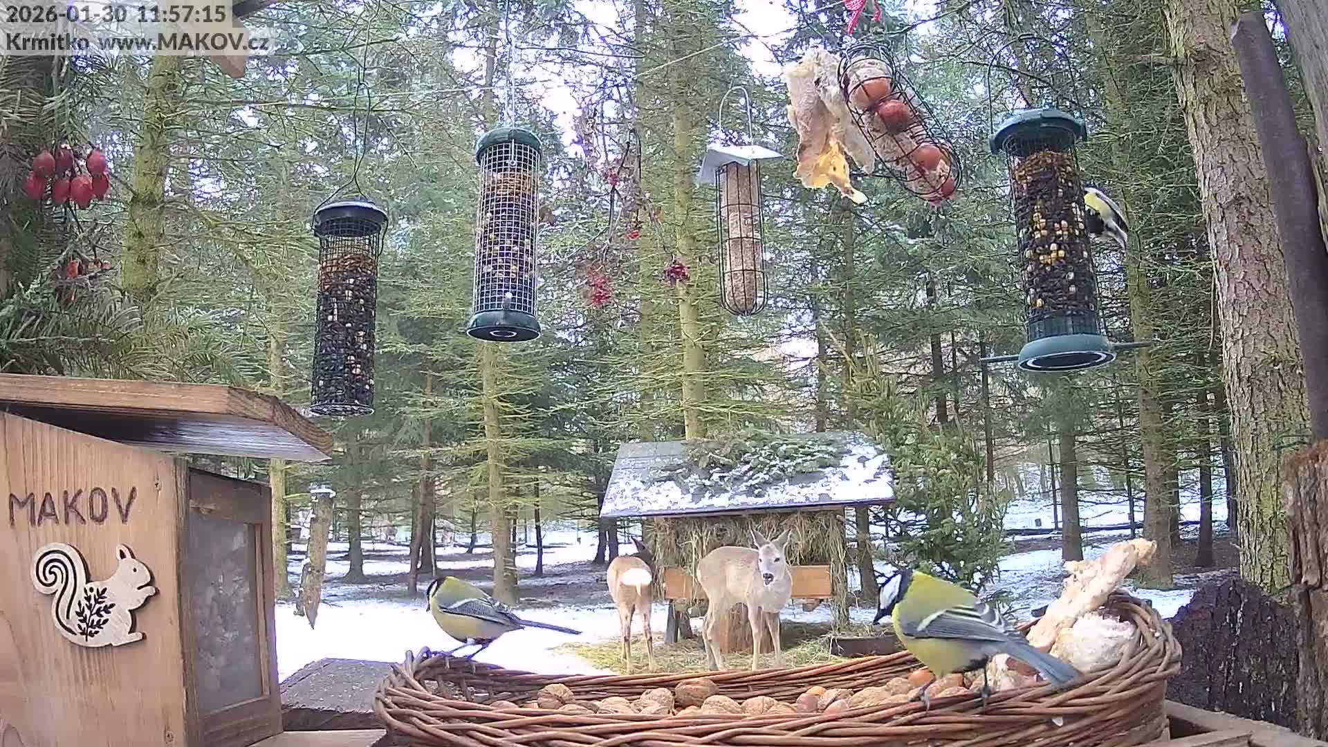 Pisek, Makov Animal Rescue Station Live Cam - Cizova, Pisek, Juhočeský Kraj (South Bohemian), Czechia