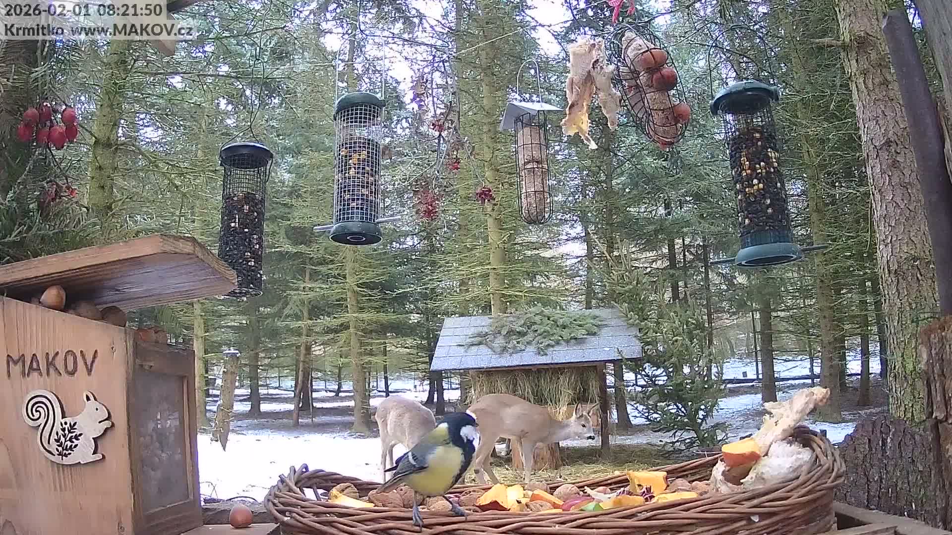 Pisek, Makov Animal Rescue Station Live Cam - Cizova, Pisek, Juhočeský Kraj (South Bohemian), Czechia