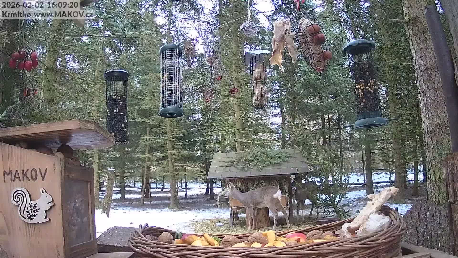 Pisek, Makov Animal Rescue Station Live Cam - Cizova, Pisek, Juhočeský Kraj (South Bohemian), Czechia