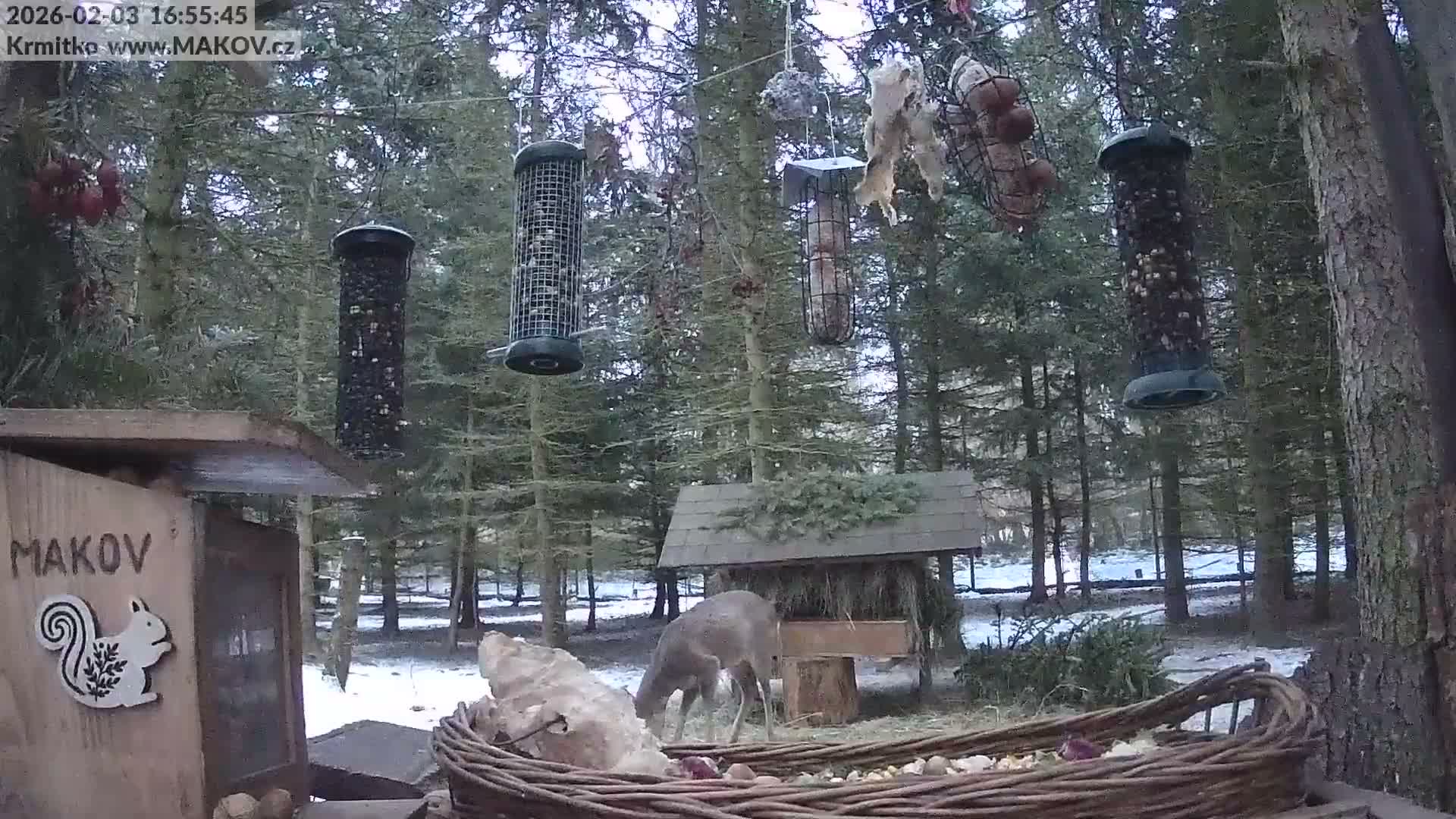 Pisek, Makov Animal Rescue Station Live Cam - Cizova, Pisek, Juhočeský Kraj (South Bohemian), Czechia