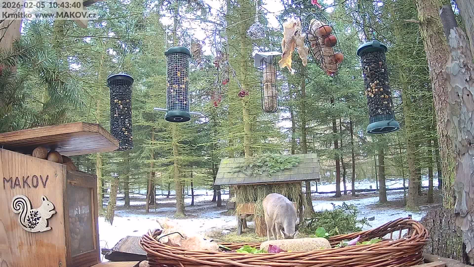 Pisek, Makov Animal Rescue Station Live Cam - Cizova, Pisek, Juhočeský Kraj (South Bohemian), Czechia