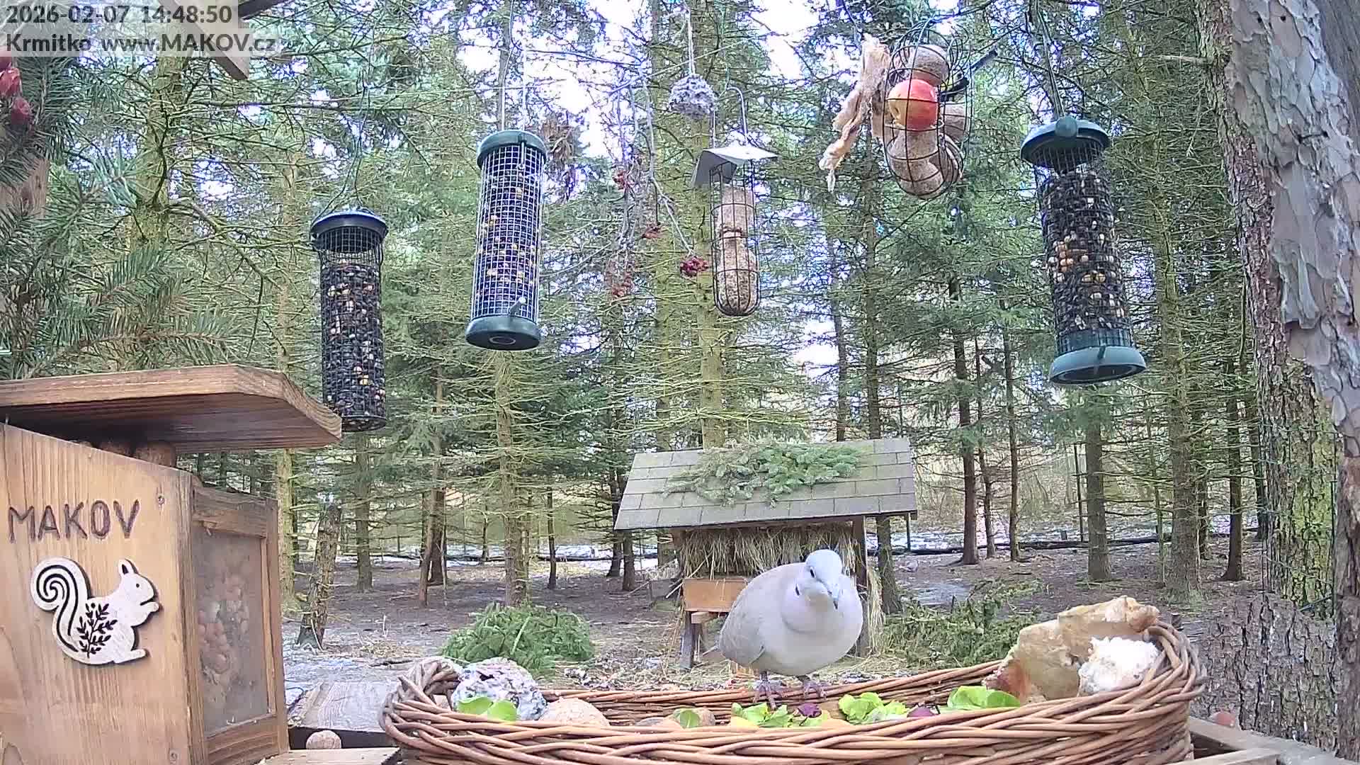 Pisek, Makov Animal Rescue Station Live Cam - Cizova, Pisek, Juhočeský Kraj (South Bohemian), Czechia