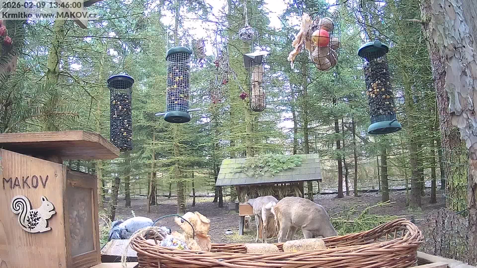 Pisek, Makov Animal Rescue Station Live Cam - Cizova, Pisek, Juhočeský Kraj (South Bohemian), Czechia