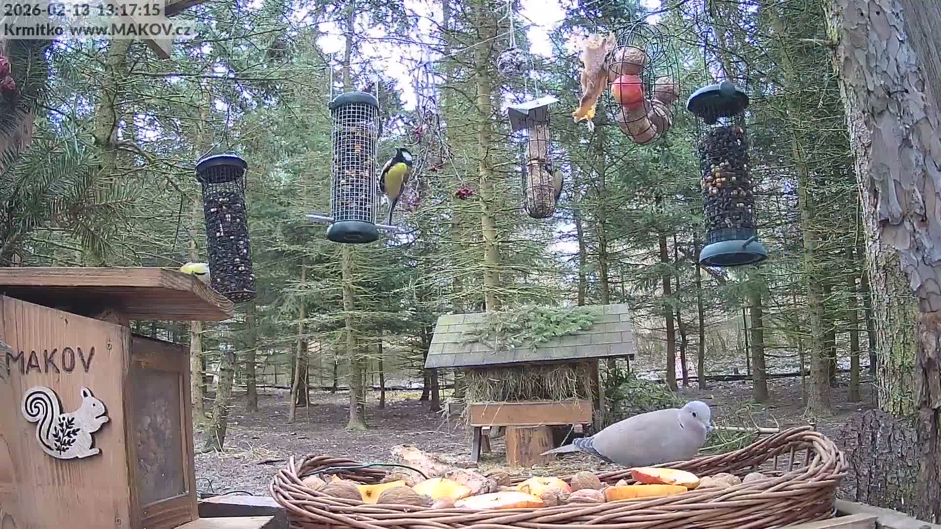 Pisek, Makov Animal Rescue Station Live Cam - Cizova, Pisek, Juhočeský Kraj (South Bohemian), Czechia