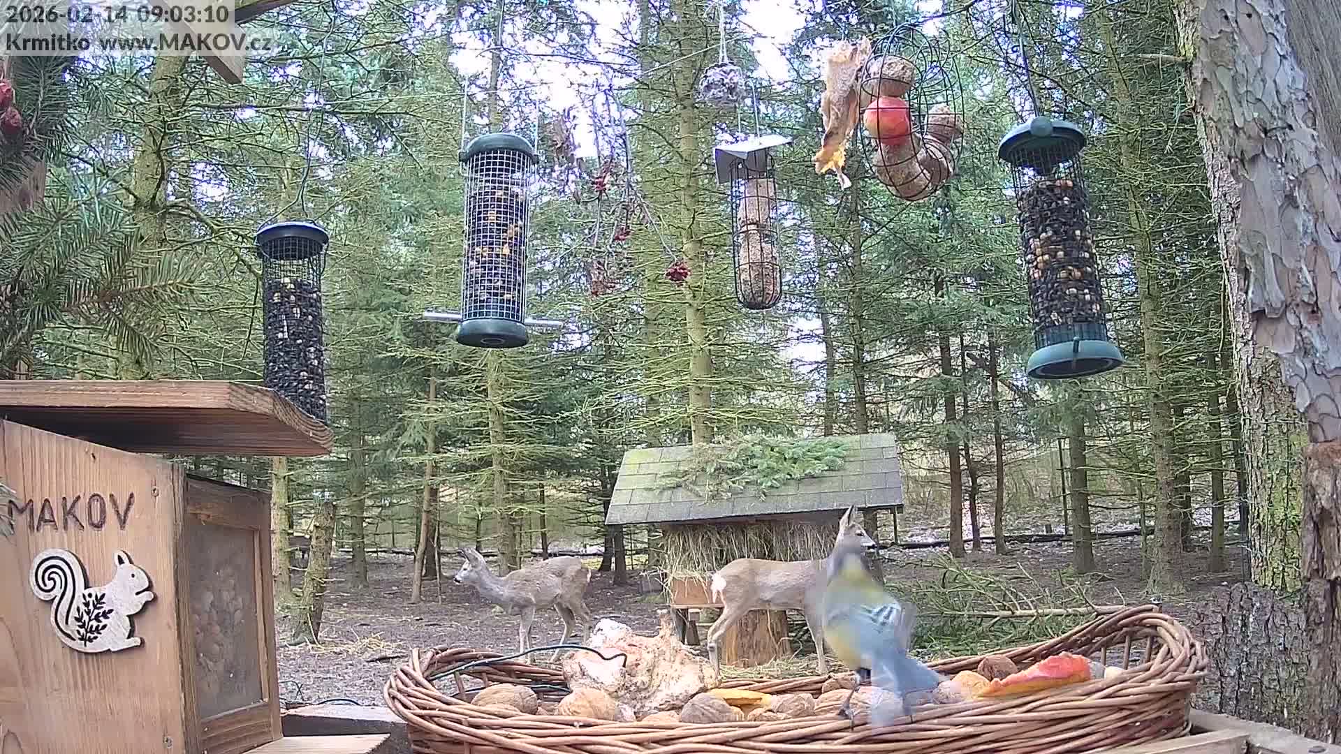 Pisek, Makov Animal Rescue Station Live Cam - Cizova, Pisek, Juhočeský Kraj (South Bohemian), Czechia