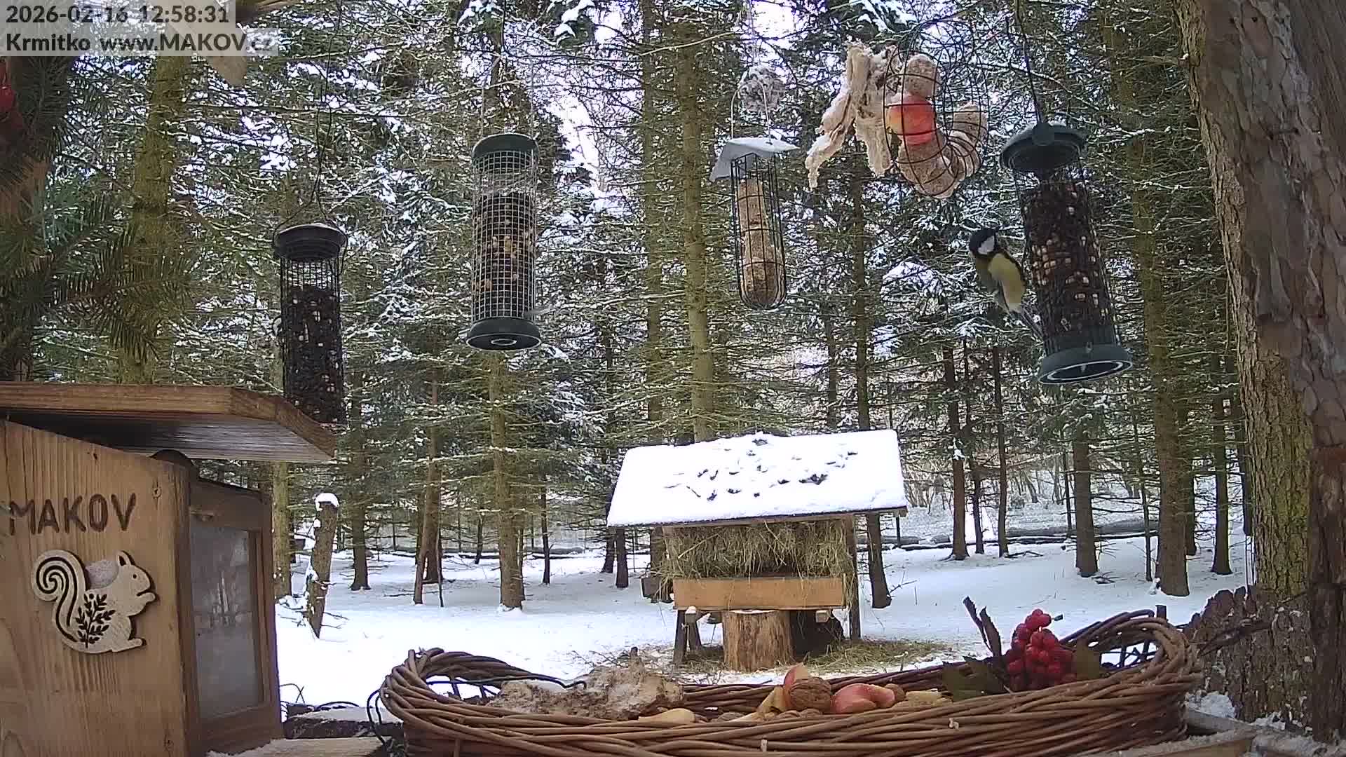 Pisek, Makov Animal Rescue Station Live Cam - Cizova, Pisek, Juhočeský Kraj (South Bohemian), Czechia