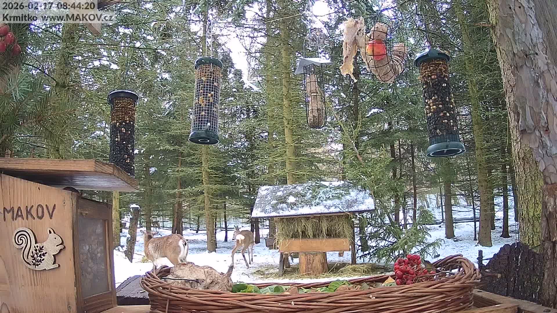 Pisek, Makov Animal Rescue Station Live Cam - Cizova, Pisek, Juhočeský Kraj (South Bohemian), Czechia