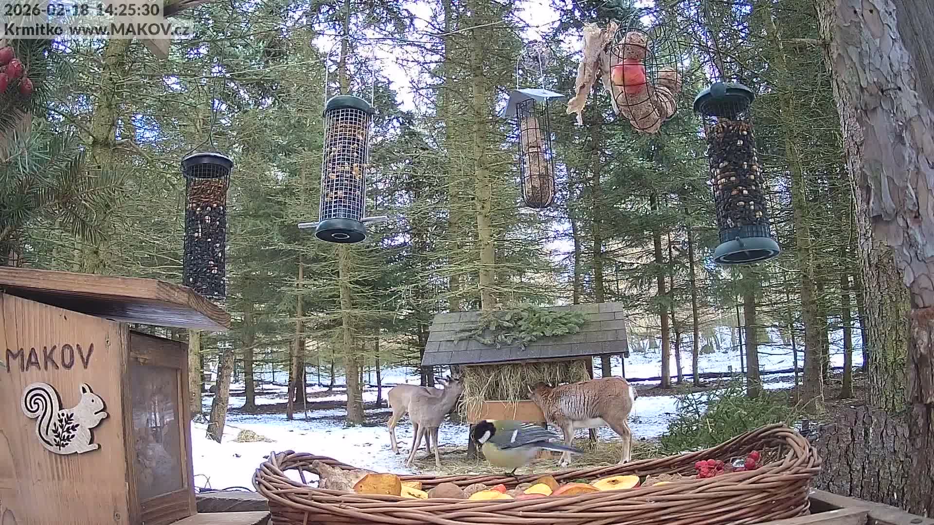 Pisek, Makov Animal Rescue Station Live Cam - Cizova, Pisek, Juhočeský Kraj (South Bohemian), Czechia