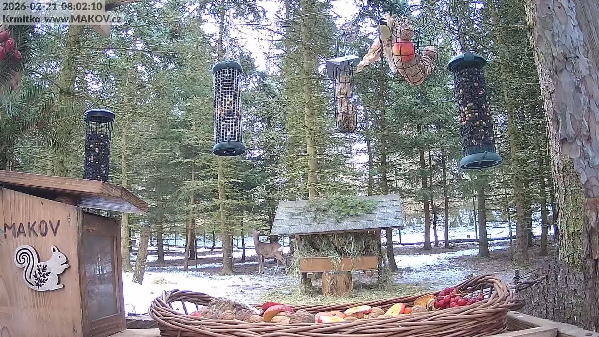 Pisek, Makov Animal Rescue Station Live Cam - Cizova, Pisek, Juhočeský Kraj (South Bohemian), Czechia