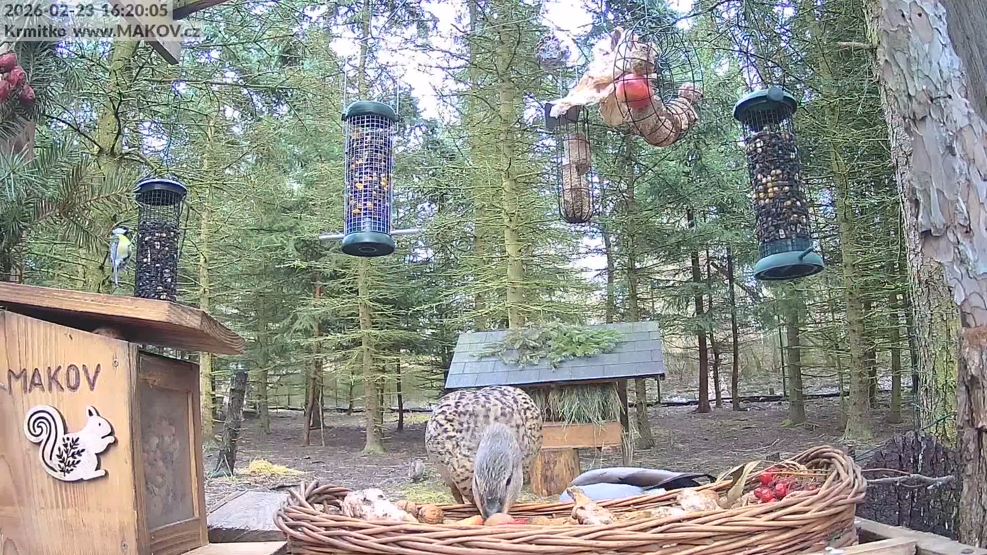 Pisek, Makov Animal Rescue Station Live Cam - Cizova, Pisek, Juhočeský Kraj (South Bohemian), Czechia