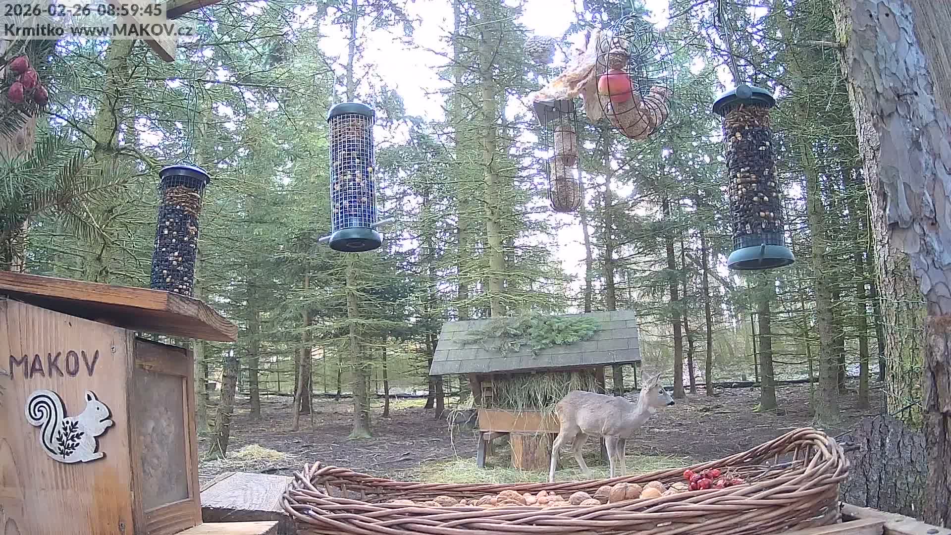 Pisek, Makov Animal Rescue Station Live Cam - Cizova, Pisek, Juhočeský Kraj (South Bohemian), Czechia