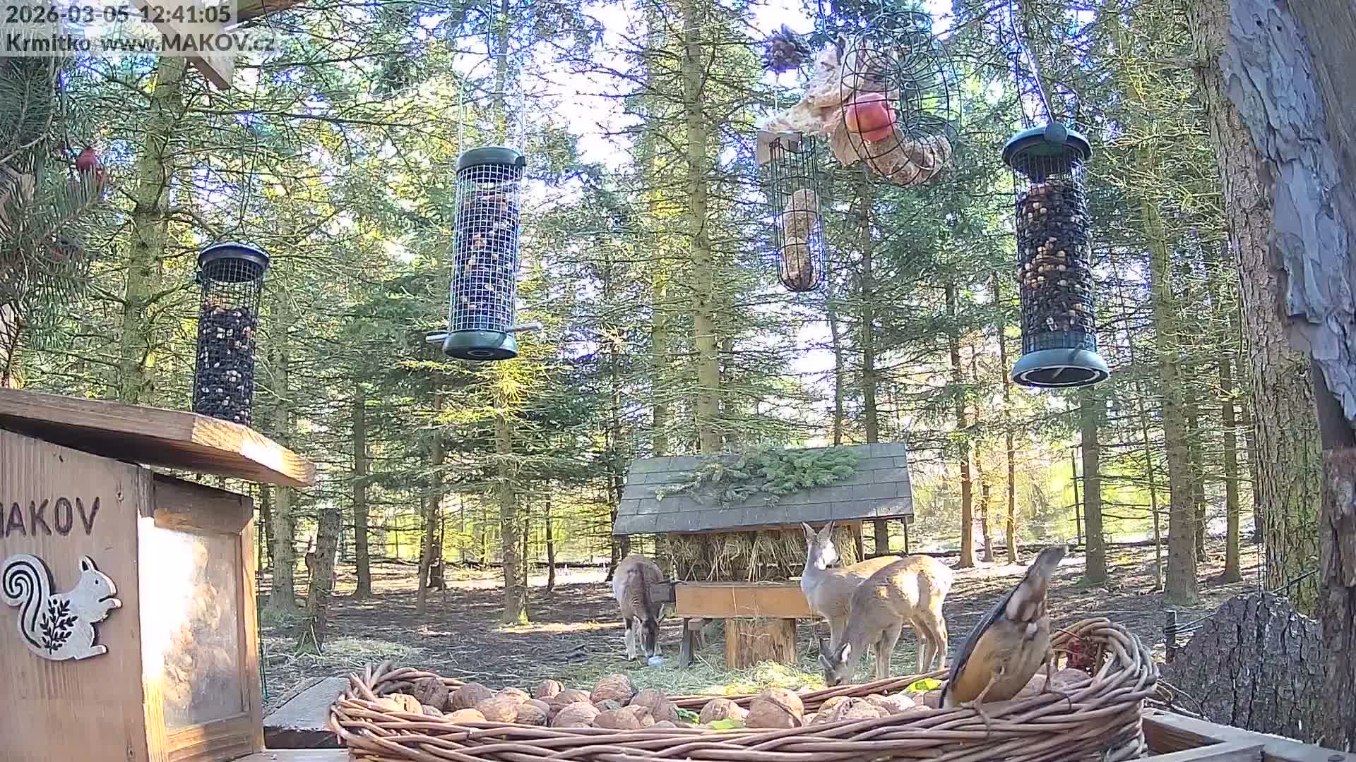 Pisek, Makov Animal Rescue Station Live Cam - Cizova, Pisek, Juhočeský Kraj (South Bohemian), Czechia