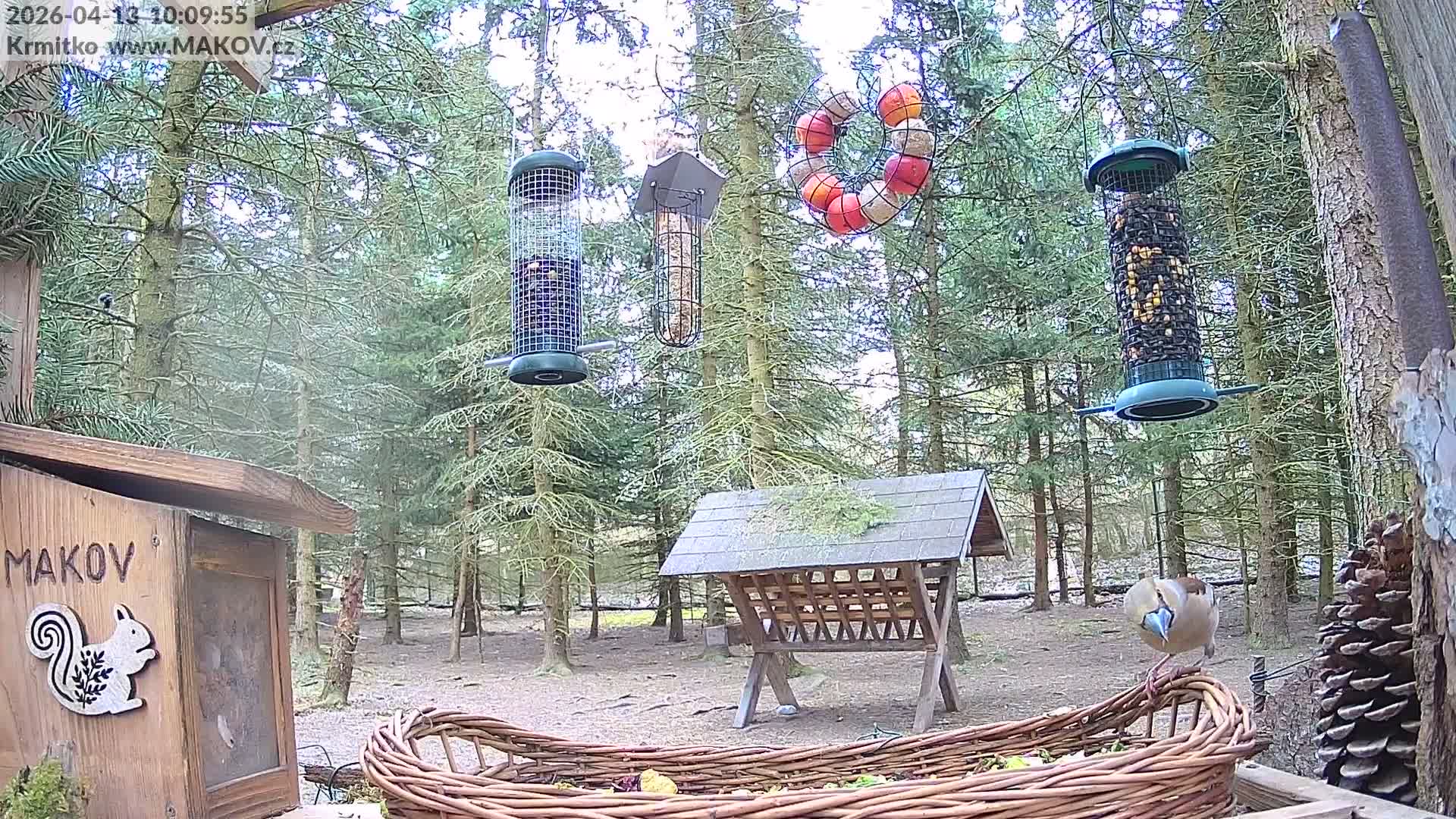 An overcast day in a dense evergreen forest showcases several bird feeders and feeding stations, including hanging tube feeders, a fruit wreath, a wooden box, and a hay-covered shelter, with an animal resting in the distant clearing.