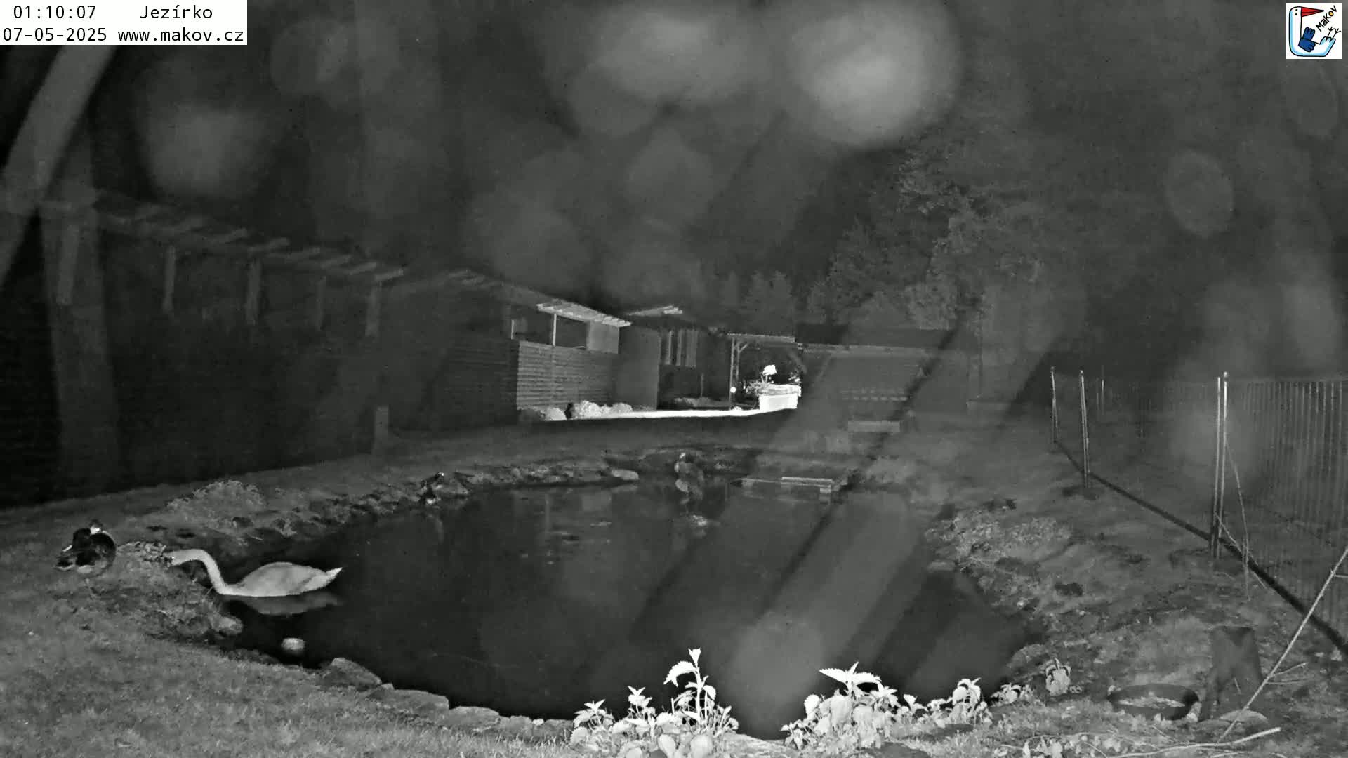 A swan and another bird are by a small pond at night in front of some buildings, under a rainy sky.