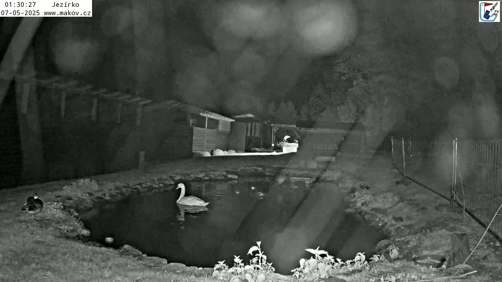 A swan swims in a dark pond at night near a small building and fence, under a slightly overcast sky.