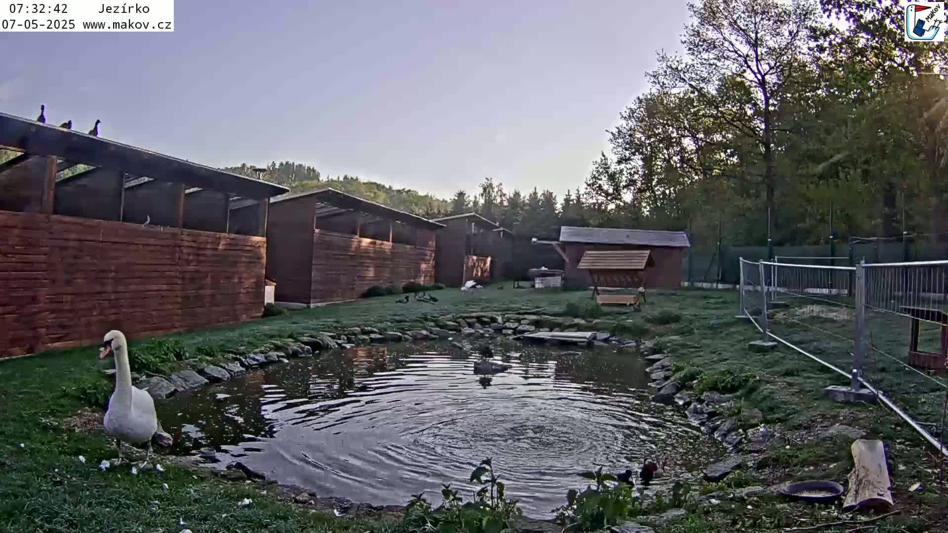 A white swan stands near a small pond surrounded by several wooden structures and a fenced area, under a clear, bright morning sky.