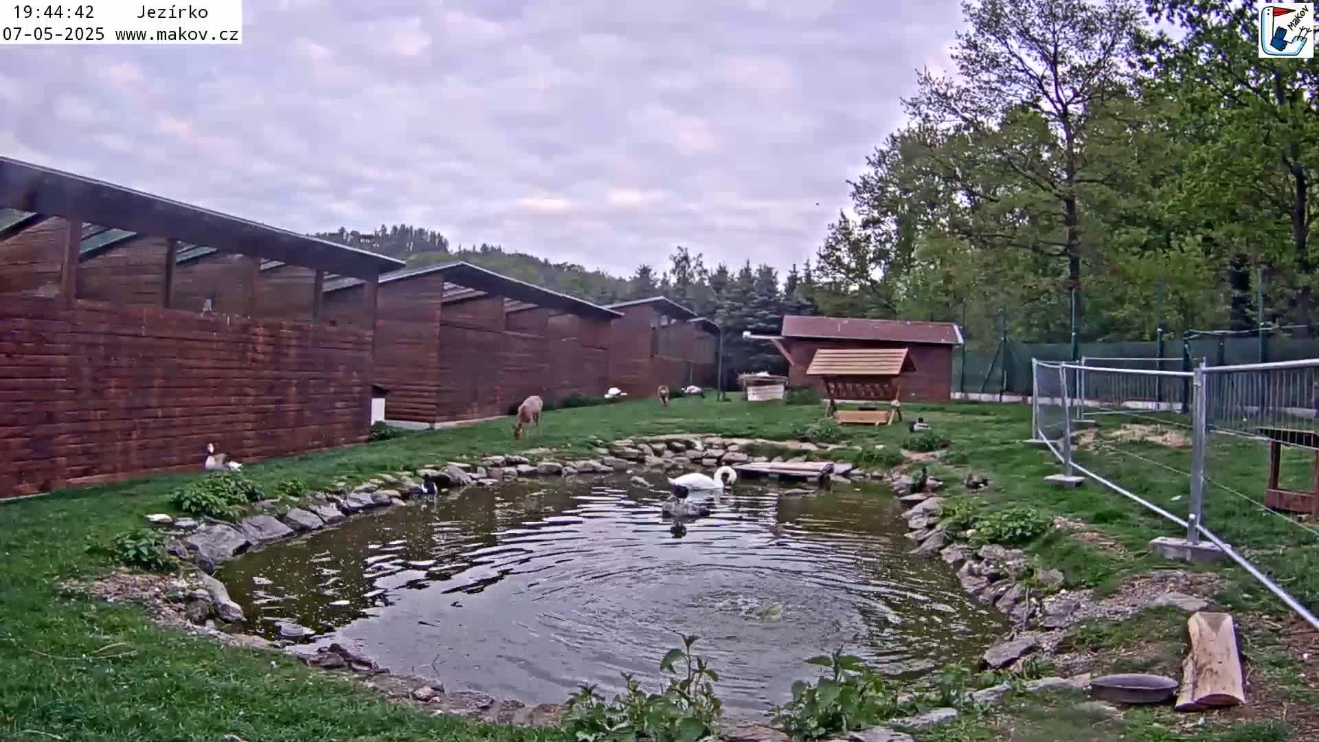 A swan and other waterfowl are in a pond near wooden animal enclosures under an overcast sky.