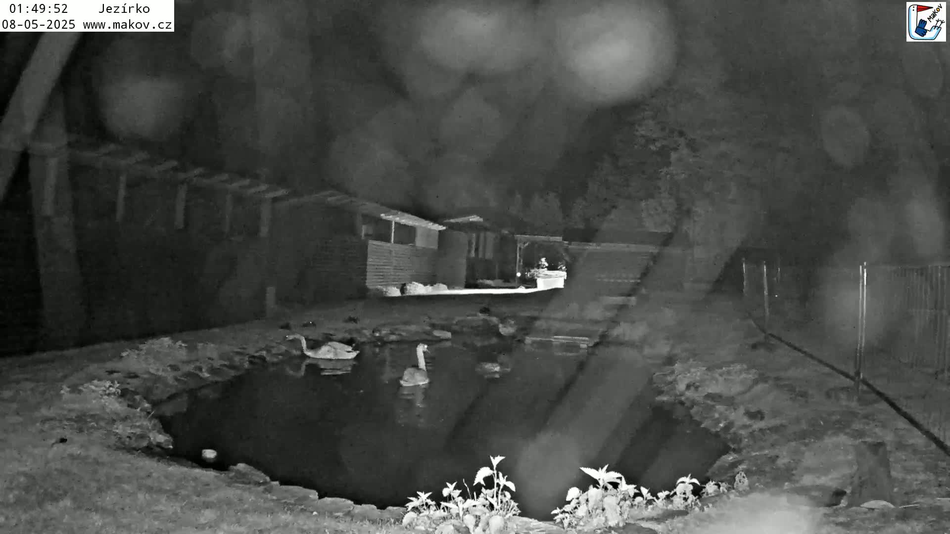 At night, several swans are in a small pond near some small buildings and a fence, under a dark, rainy sky.