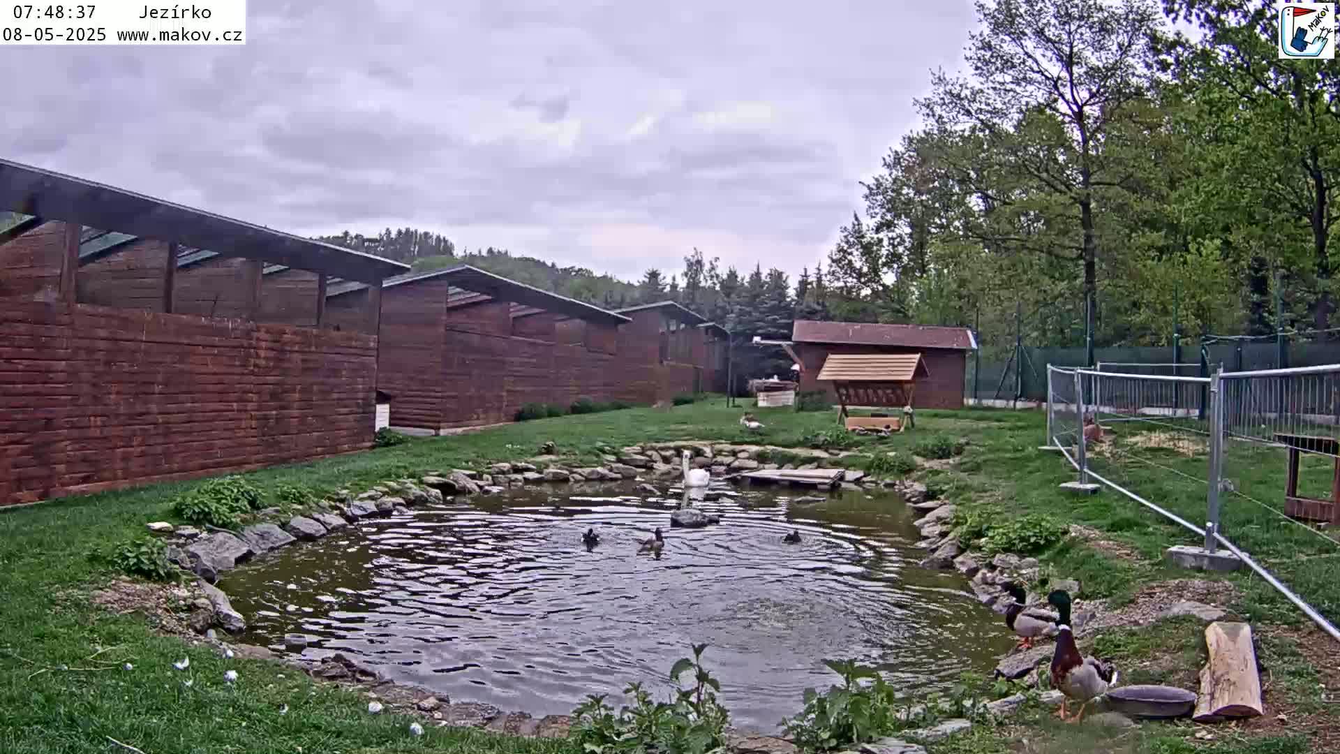 A small pond with ducks and a swan is surrounded by wooden structures and green grass under an overcast sky.