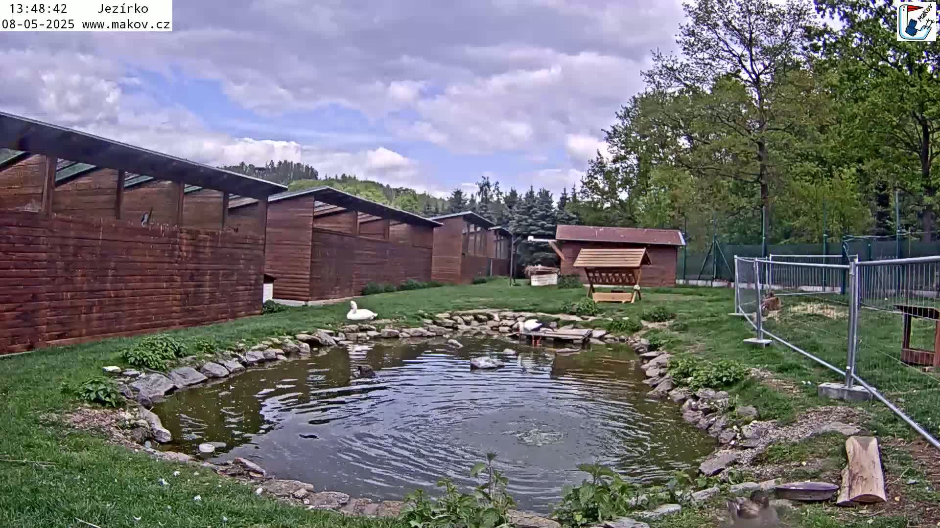 A small pond with swans and other birds is surrounded by wooden buildings and a fenced area, under a partly cloudy sky.