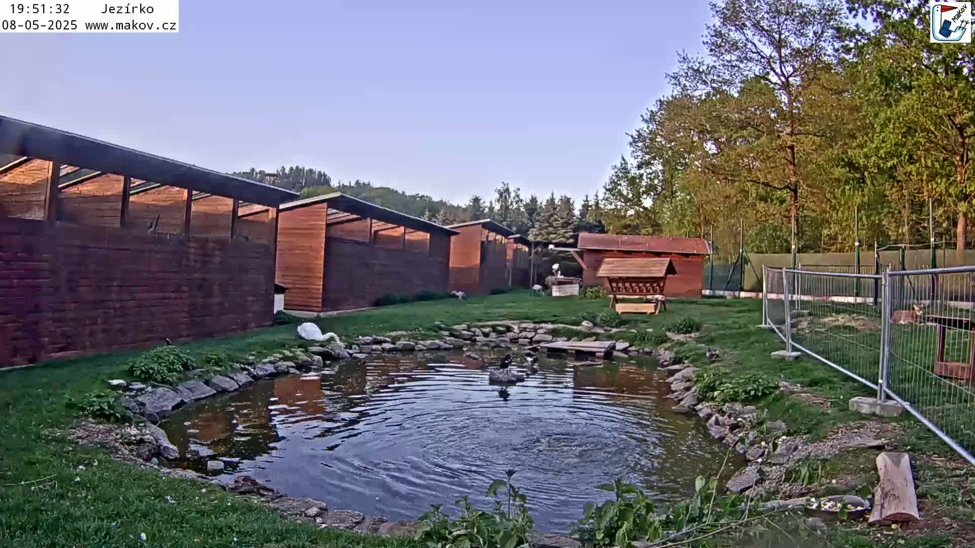 A swan and other waterfowl are near a small pond in front of several wooden structures under a clear twilight sky.