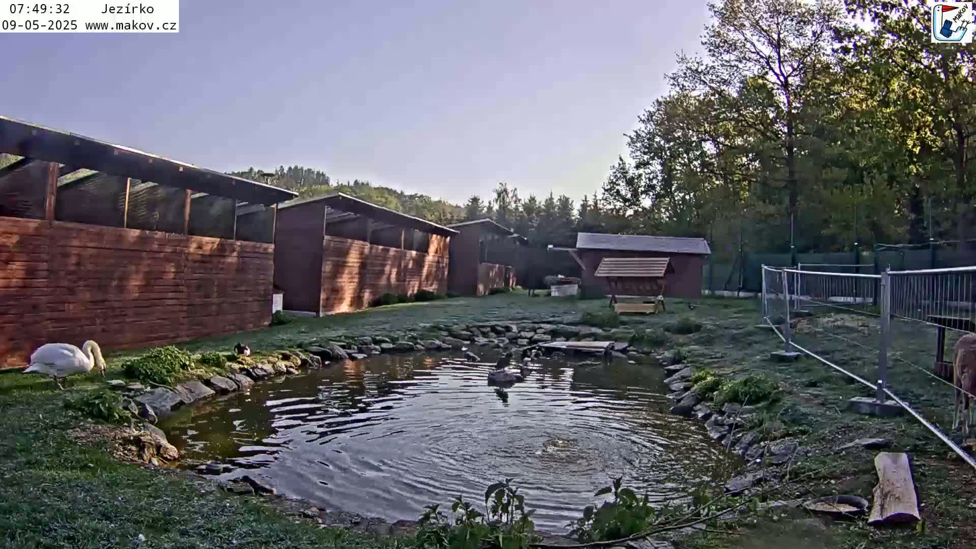 A swan and other waterfowl are near a small pond in a grassy area with several wooden buildings and a short metal fence, all under a clear sky.