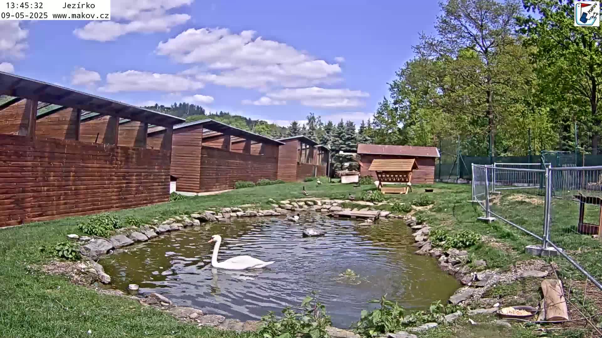 A white swan swims in a small pond surrounded by wooden buildings and green lawns under a partly cloudy sky.