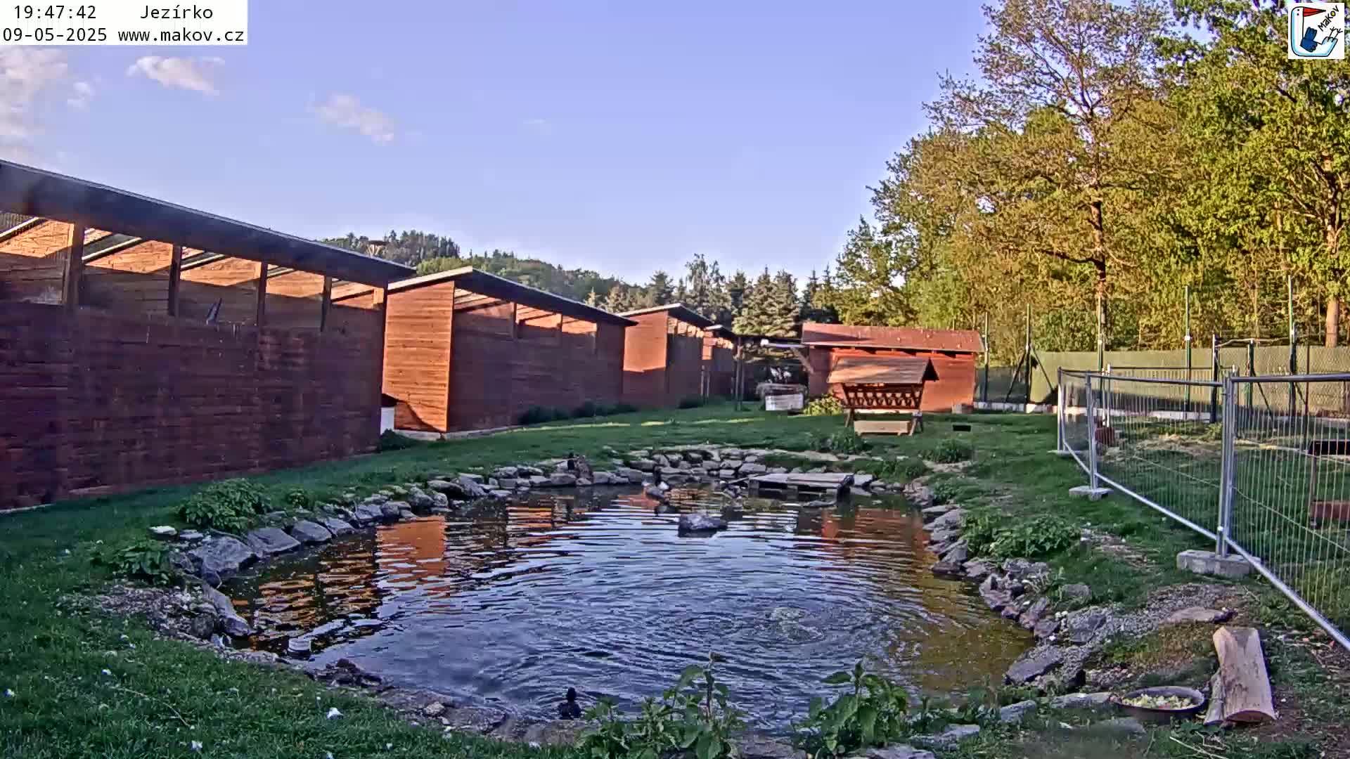 A small pond with several ducks is surrounded by a grassy area, wooden structures, and a chain-link fence under a clear blue sky.