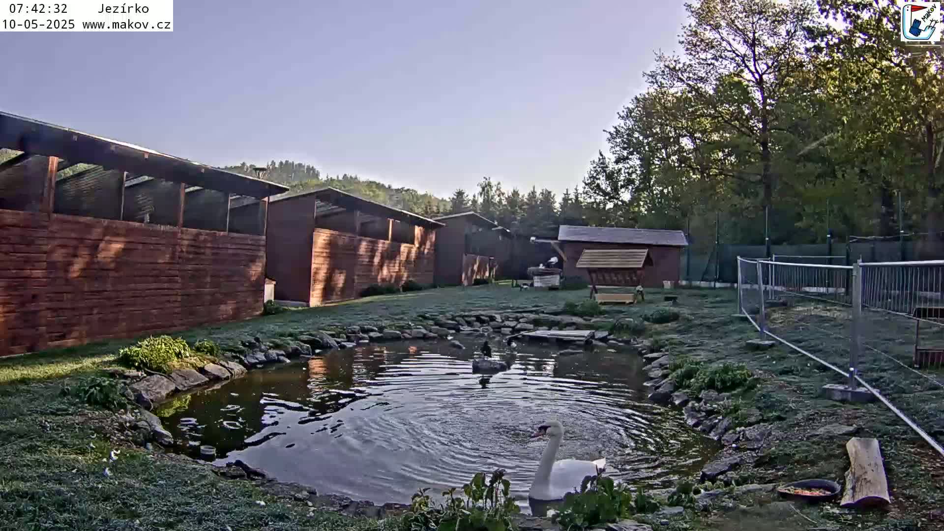 A swan swims in a small pond surrounded by wooden structures, a metal fence, and green grass under a clear, sunny sky.