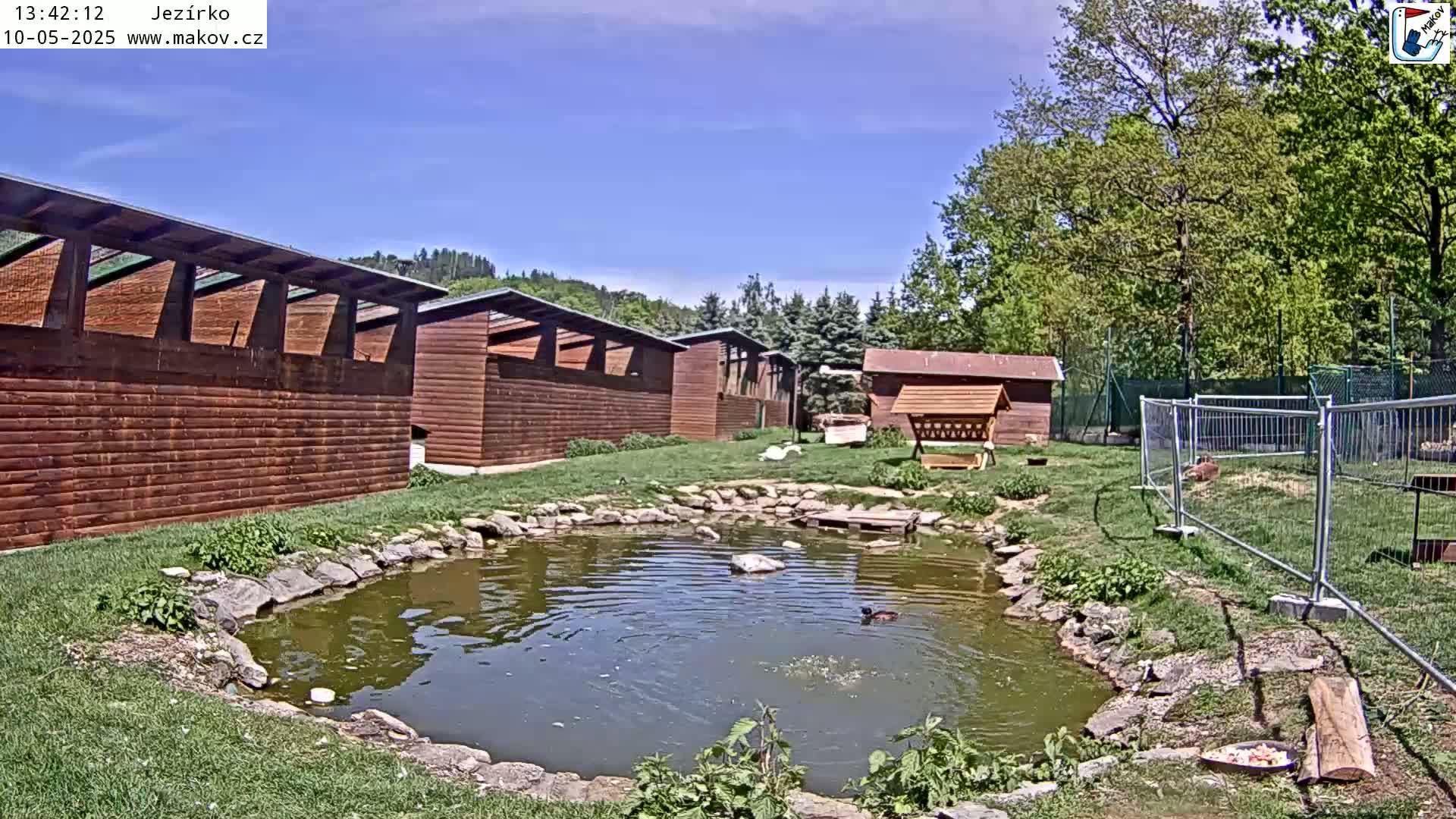 A small pond with ducks sits in front of several wooden animal enclosures under a clear blue sky.