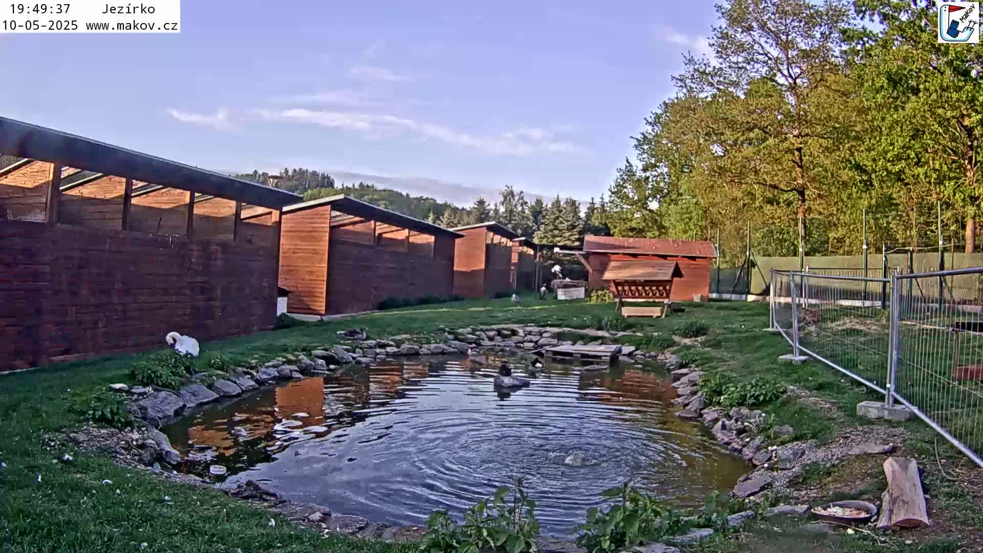 A small pond with ducks sits in front of several wooden buildings, surrounded by a grassy area, a wire fence, and trees under a partly cloudy sky.