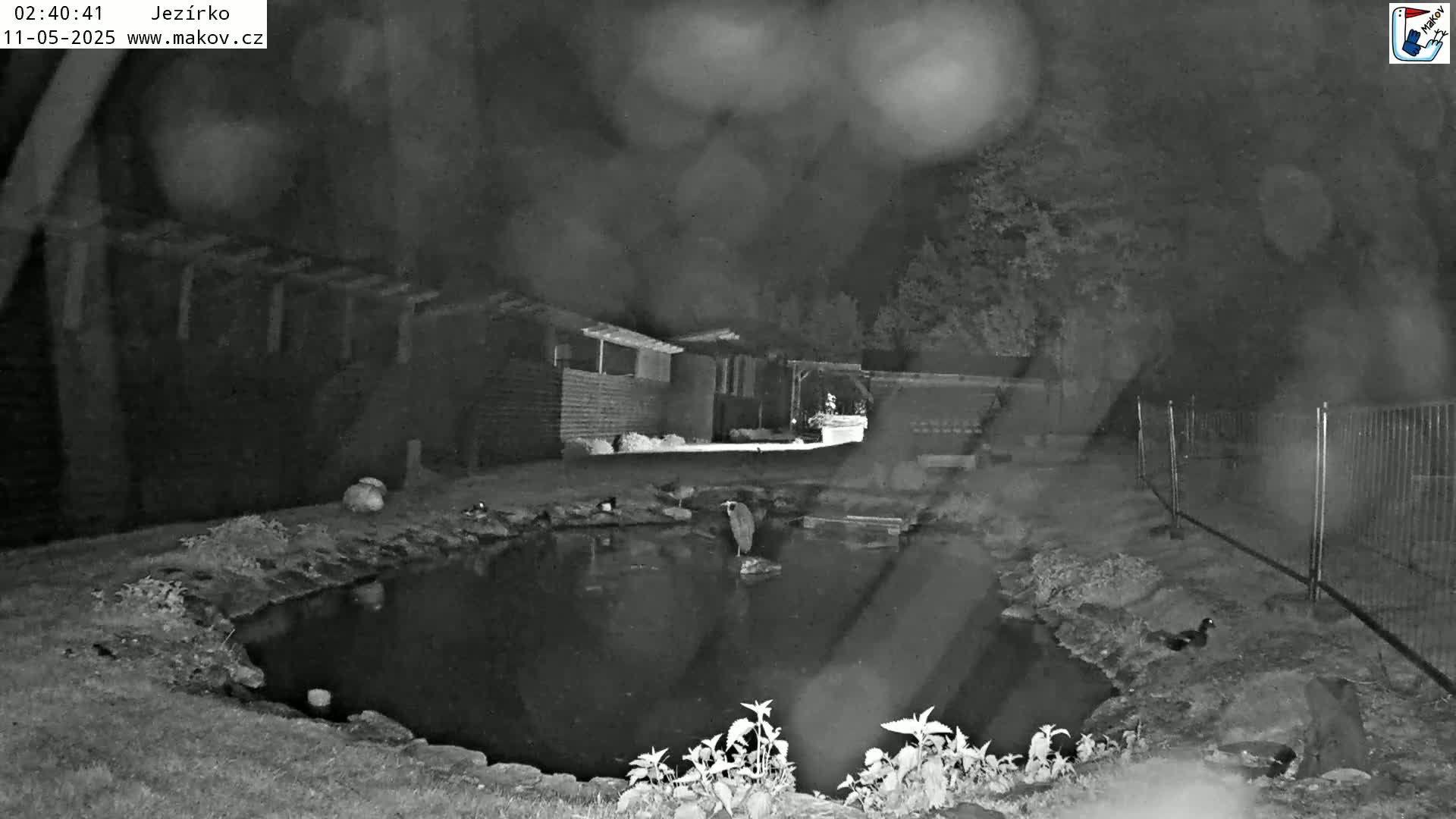 A nighttime, rainy view of a small pond next to a building, with a bird standing in the water.