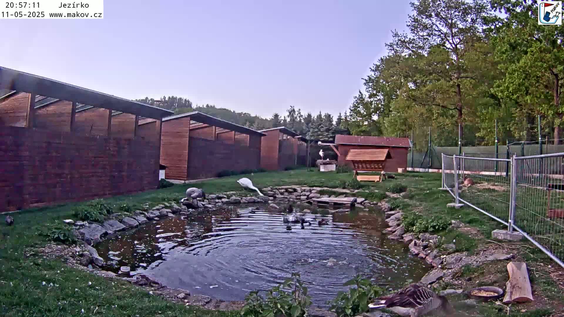 Several birds are near a pond in a fenced-in area next to several wooden structures under a twilight sky.