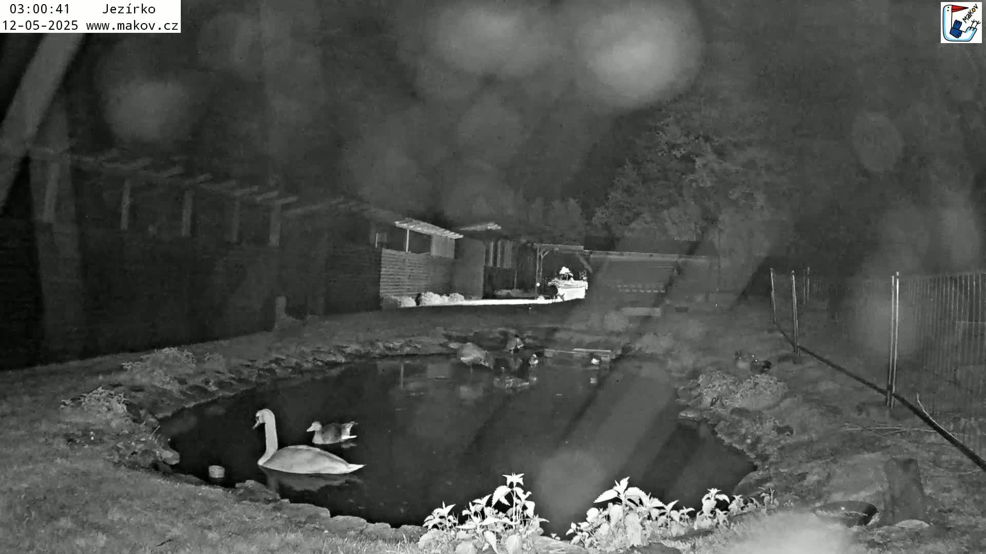 A swan and a duck are on a small pond at night in rainy conditions, near a building and fence.