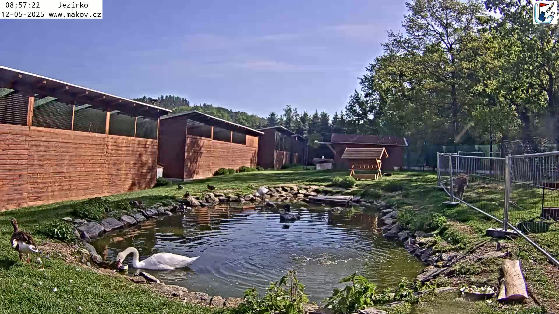 A pond with several waterfowl, including swans, is situated in a grassy area next to a series of wooden buildings under a clear blue sky.