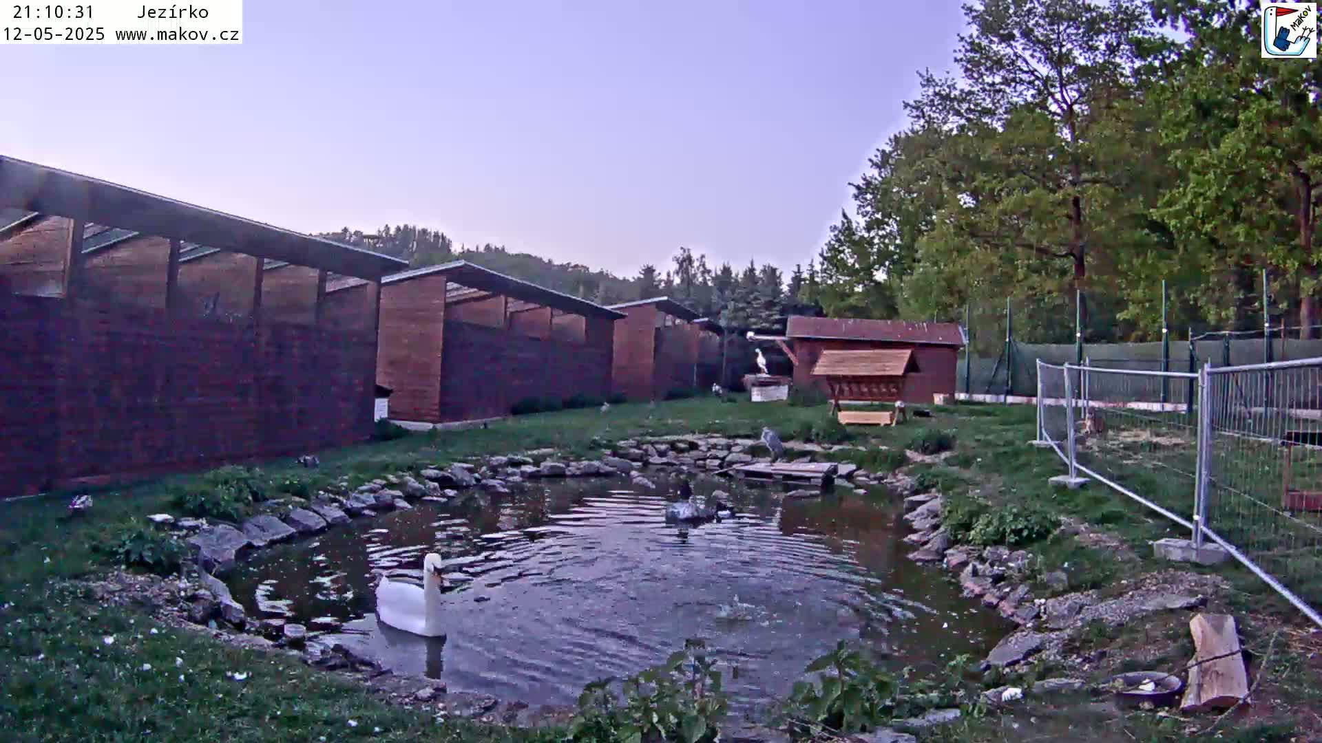 A white swan swims in a small pond surrounded by wooden structures, a bird feeder, and a temporary metal fence, under a twilight sky.