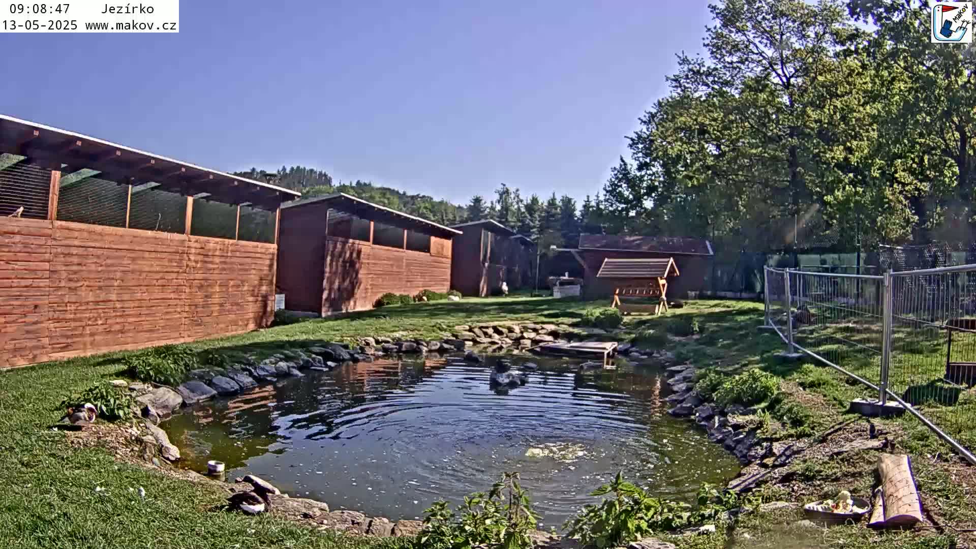 A small pond with ducks is situated in a grassy area next to several wooden structures, under a clear blue sky.