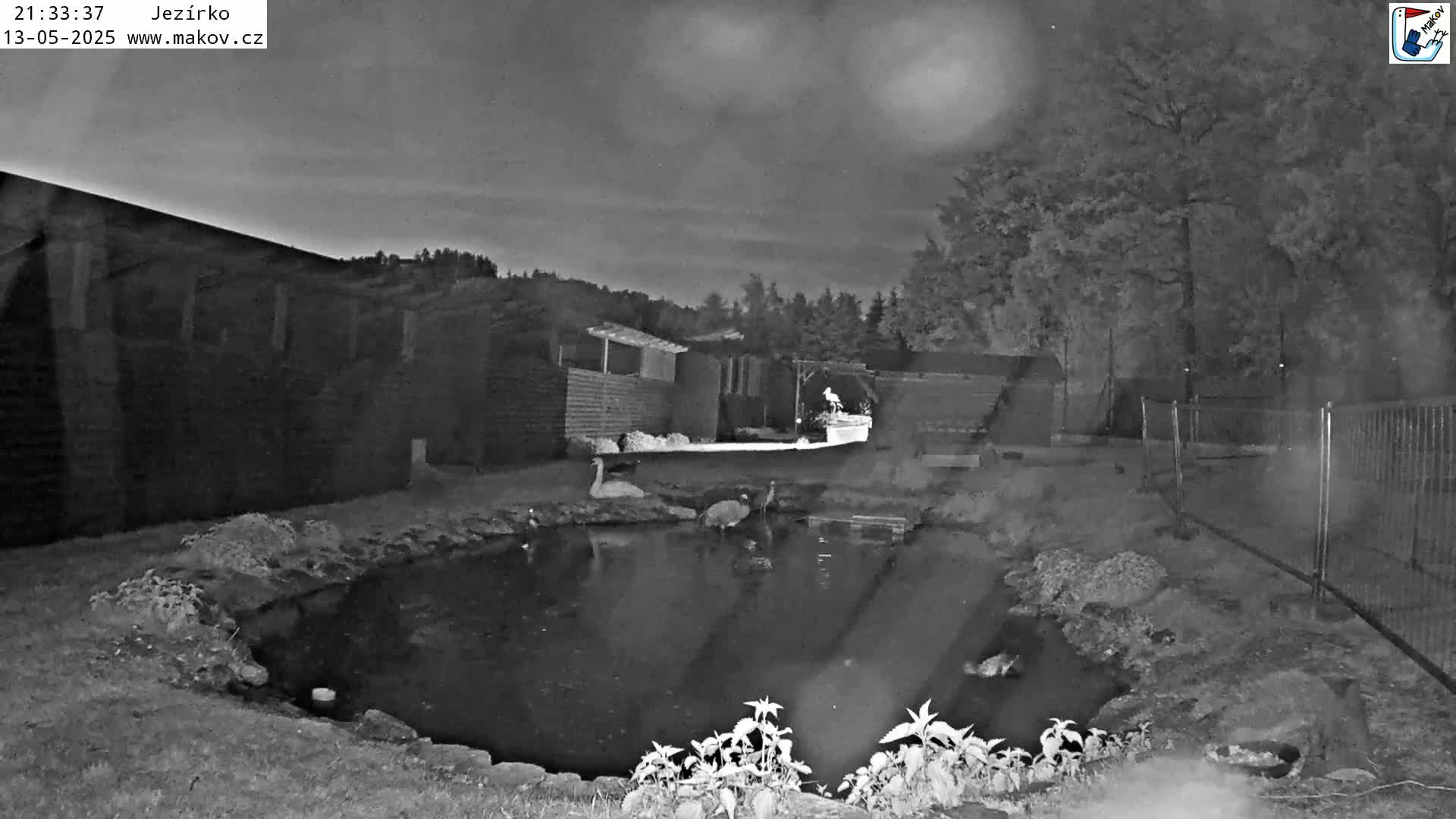 At night, several birds are near a small pond surrounded by a fence and buildings under a mostly clear sky.
