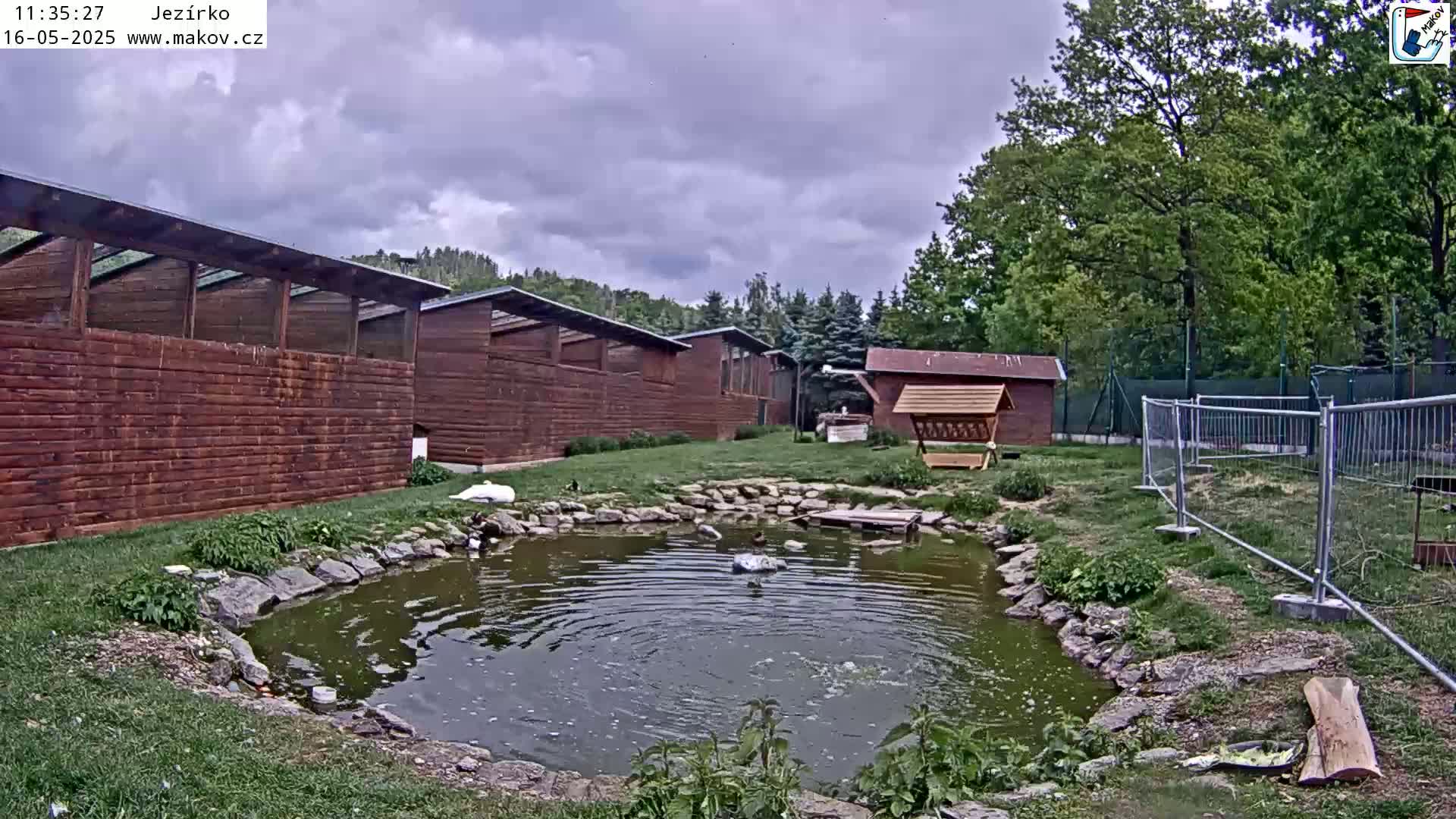 A small pond with ducks and a swan is surrounded by wooden buildings and a short metal fence under a cloudy sky.