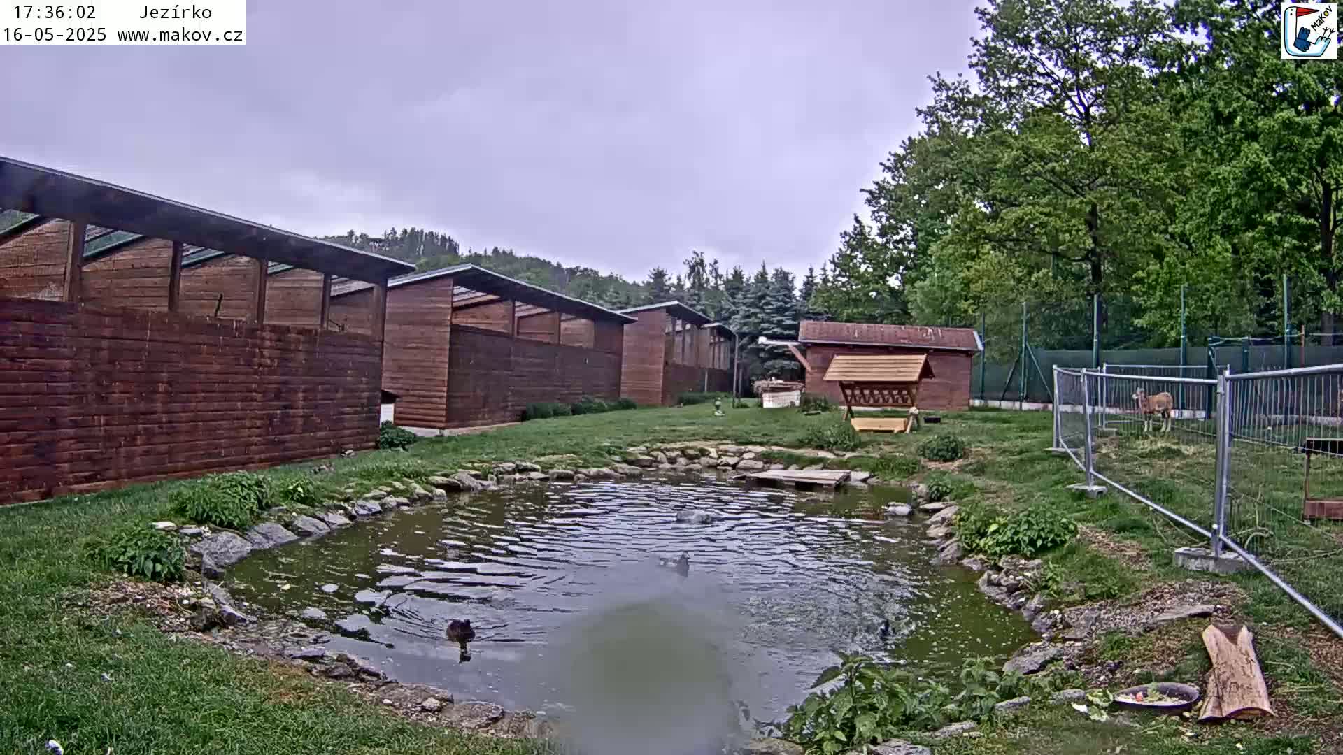 A small pond with ducks sits in front of several wooden structures and a fenced-in area containing a deer, all under an overcast sky.