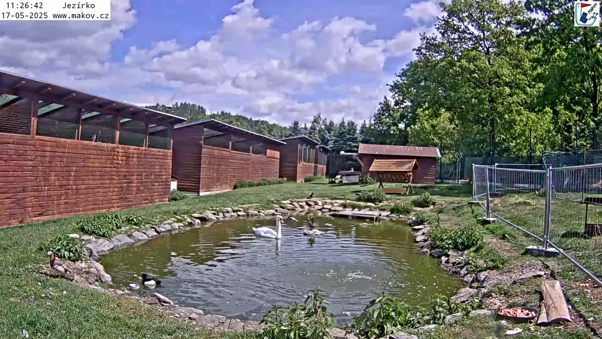 A swan swims in a small pond surrounded by wooden bird enclosures, lush greenery, and a partially visible metal fence, under a partly cloudy blue sky.