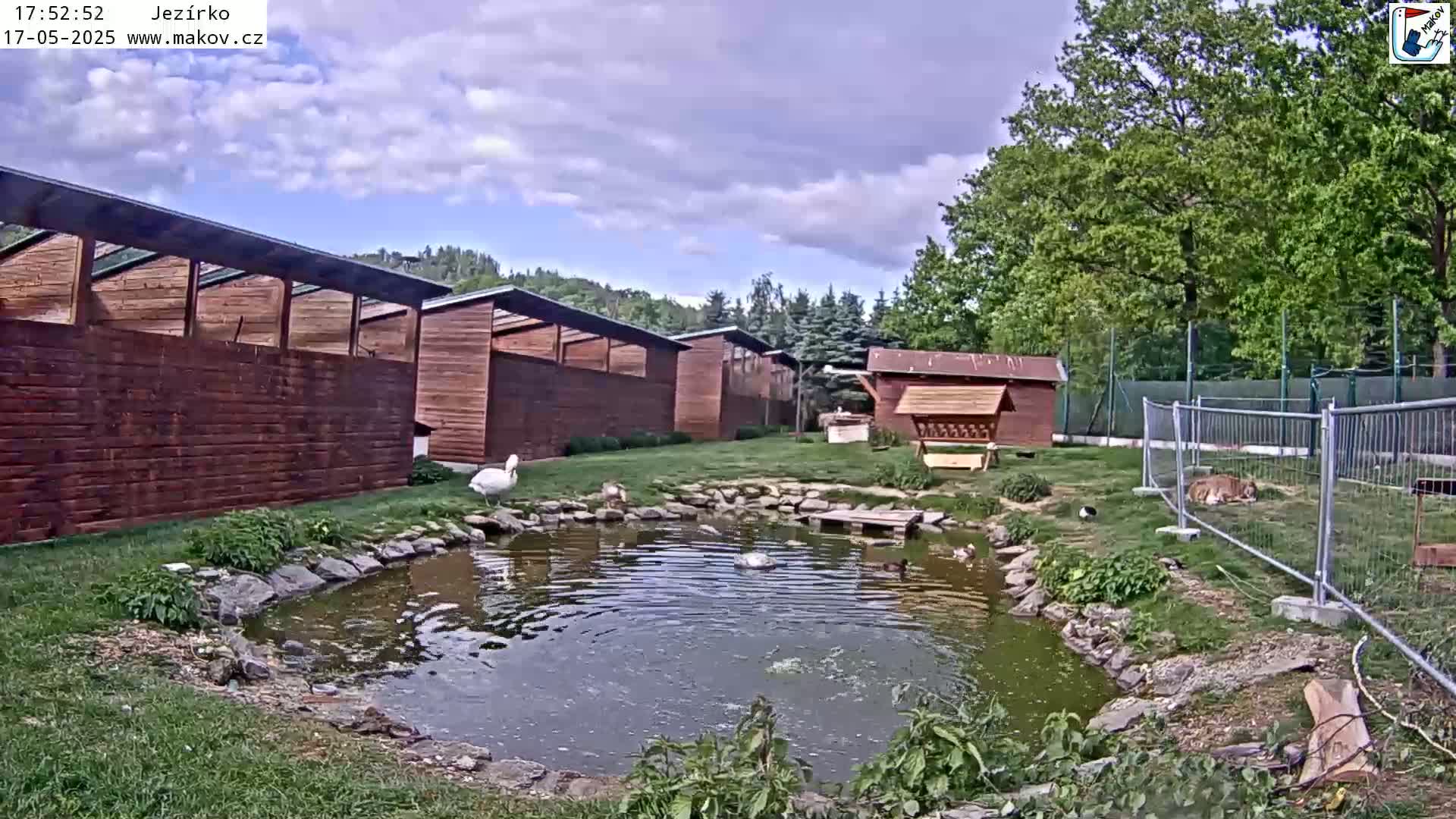 A small pond with ducks and a swan is surrounded by wooden structures, a fenced-in area, and lush green trees under a partly cloudy sky.