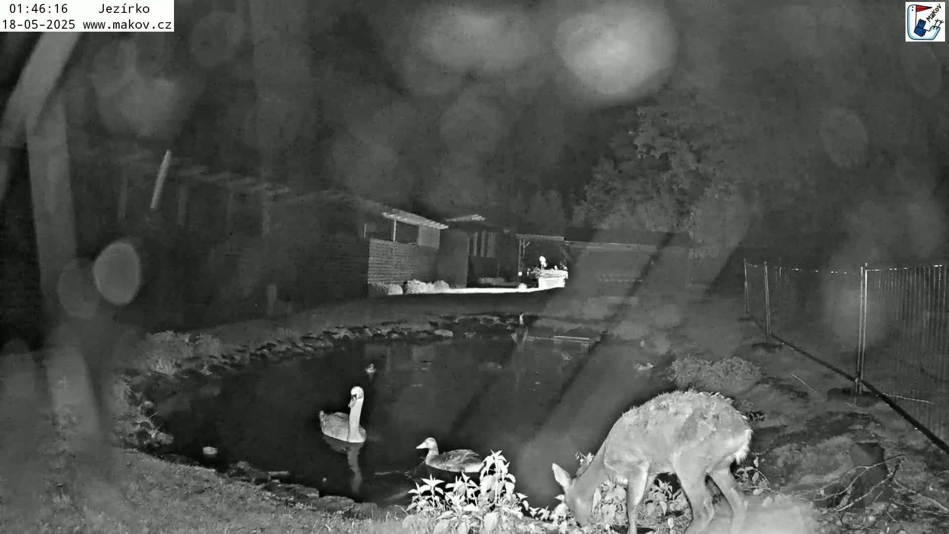 Pisek, Makov Animal Rescue Station Lake Live Cam - Cizova, Pisek, Juhočeský Kraj (South Bohemian), Czechia