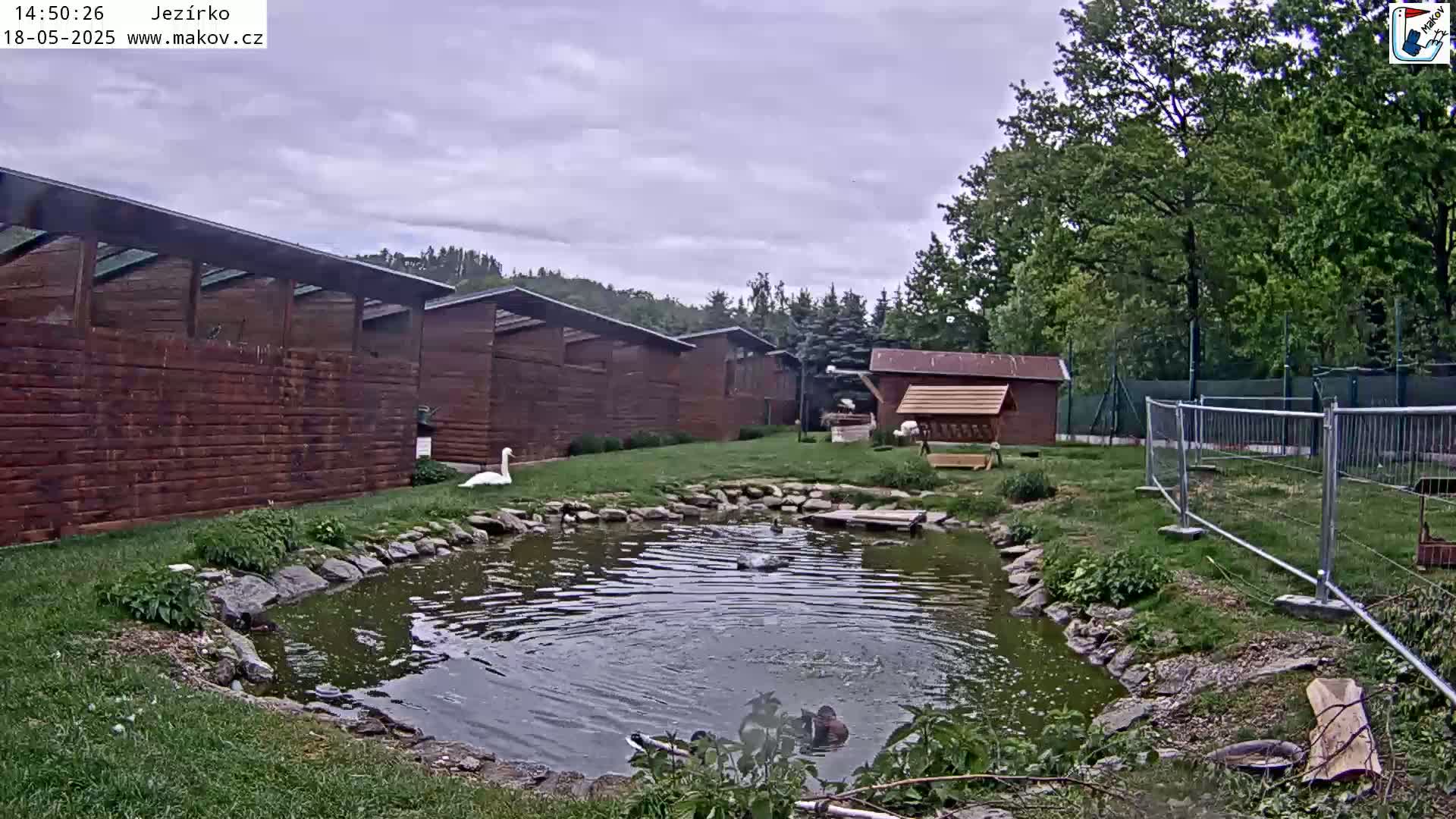 A swan stands near a small pond surrounded by wooden buildings and green landscaping under an overcast sky.