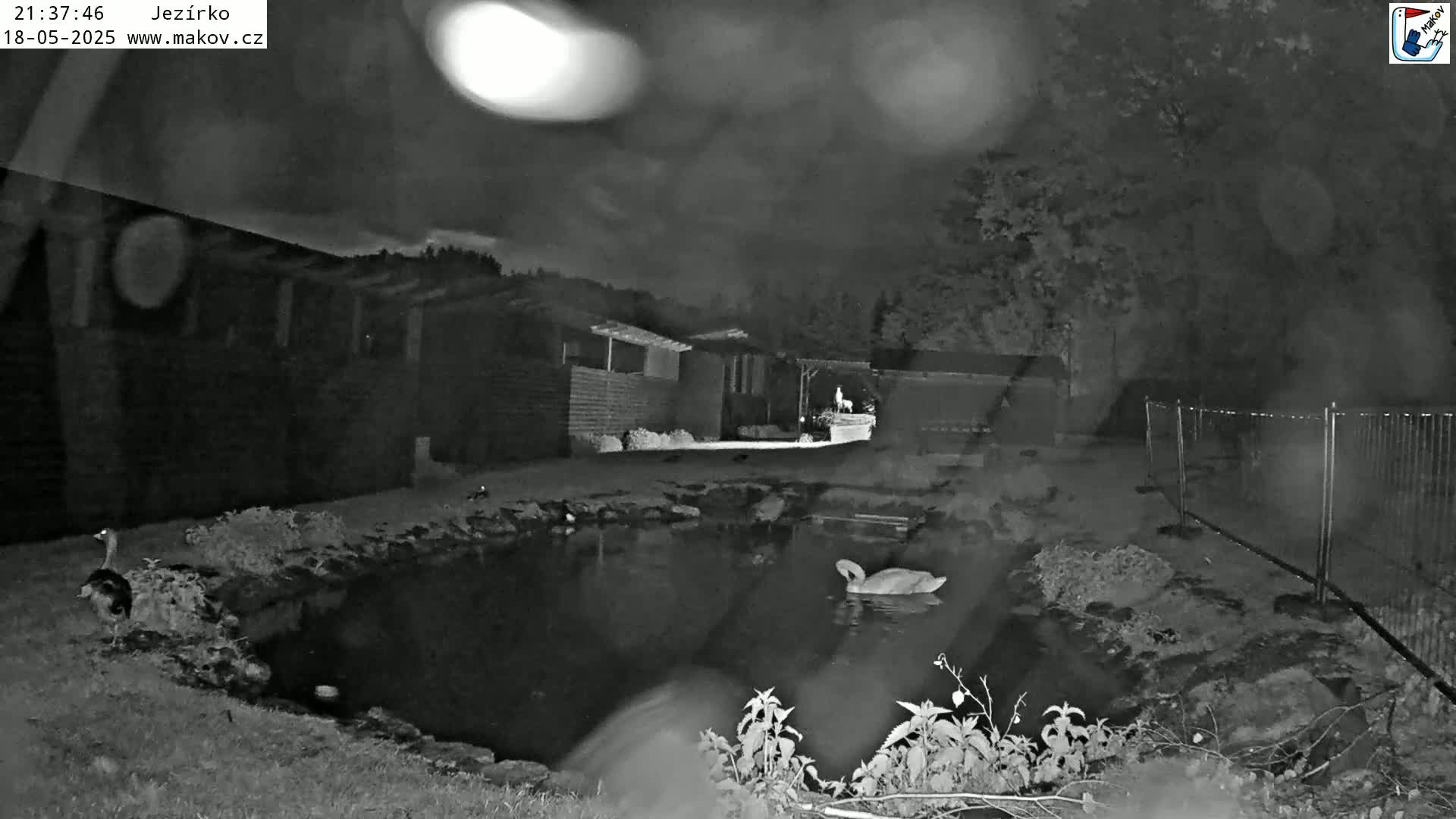 A nighttime, low-light image shows a swan in a pond near some buildings and a fence, under a cloudy sky.