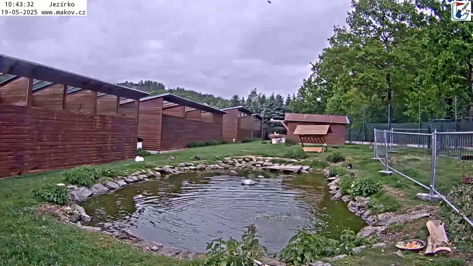 A small pond with a few birds is situated in a grassy area surrounded by wooden buildings and a metal fence under an overcast sky.
